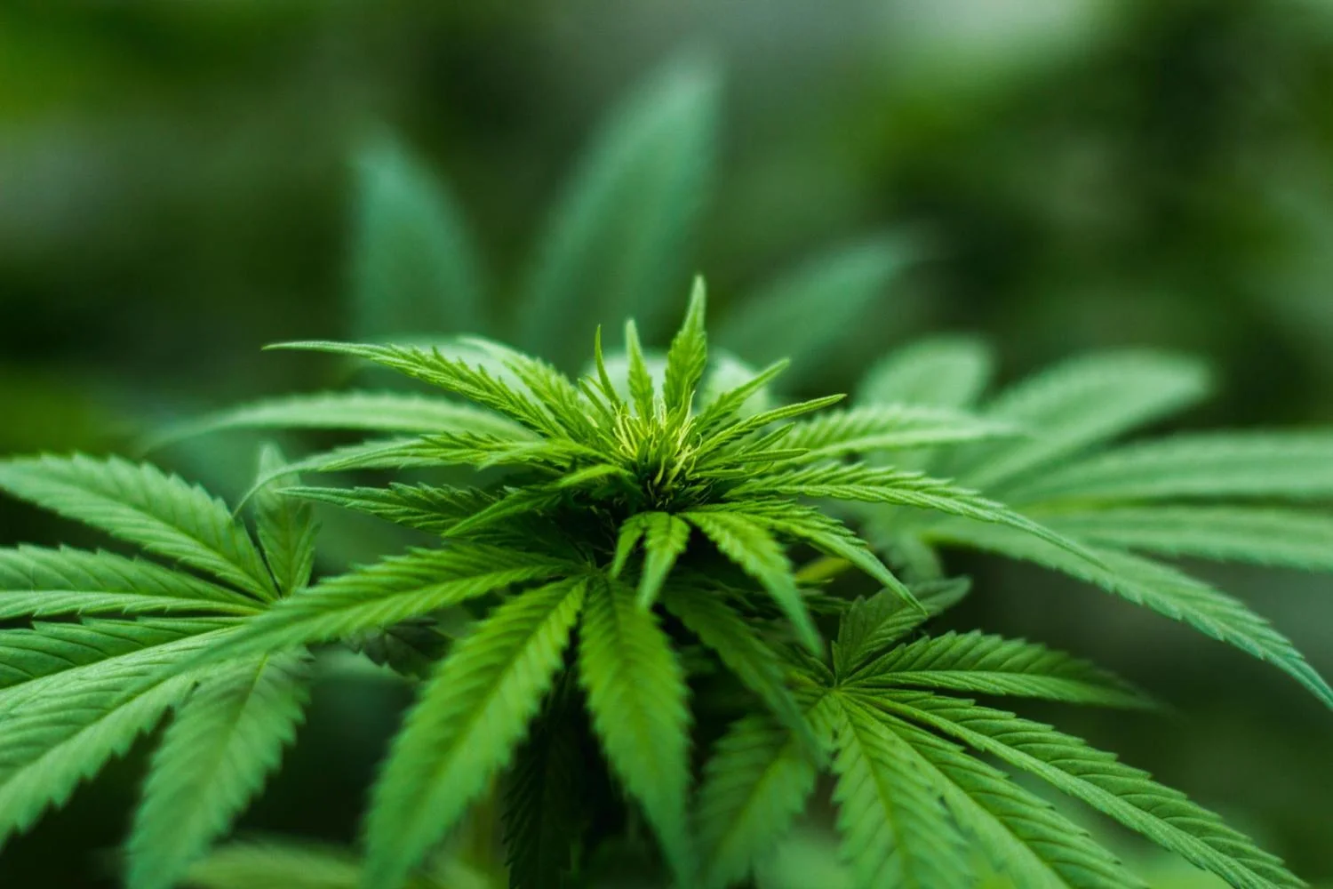 Read more about the article FDA Educates Healthcare Professionals On Marijuana, Hemp And The Emerging Cannabinoid Market