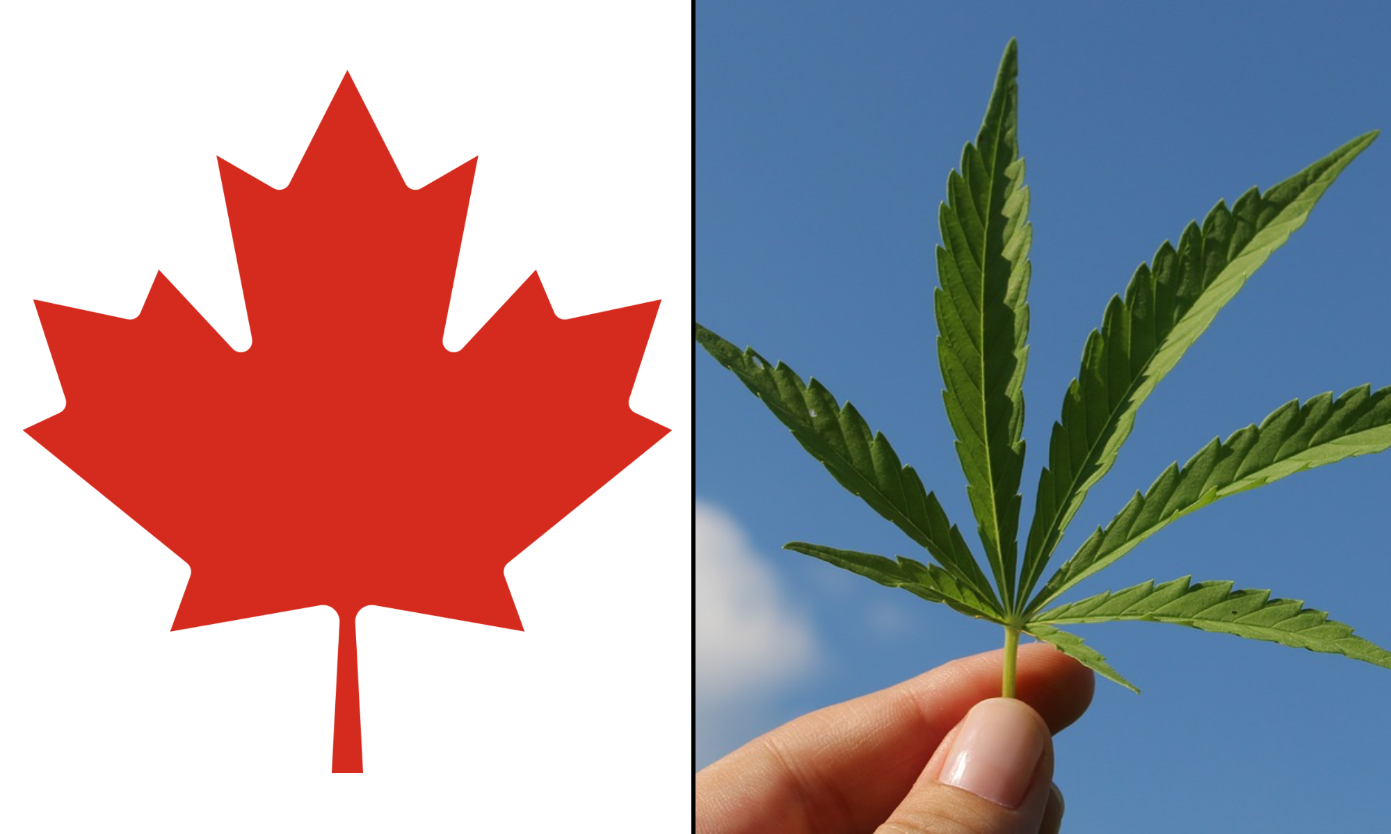Read more about the article Canada’s Marijuana Legalization Law Effectively Shifts People Away From Illicit Market, While Youth Use Remains Steady, Government Report ShowsSCIENCE & HEALTH