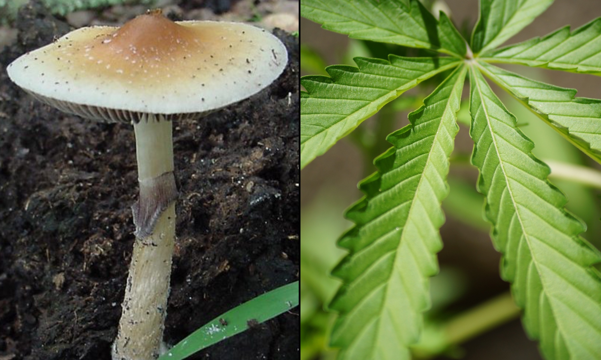 Read more about the article Indiana Lawmakers File Bills To Legalize Marijuana And Fund Psilocybin Research In 2025