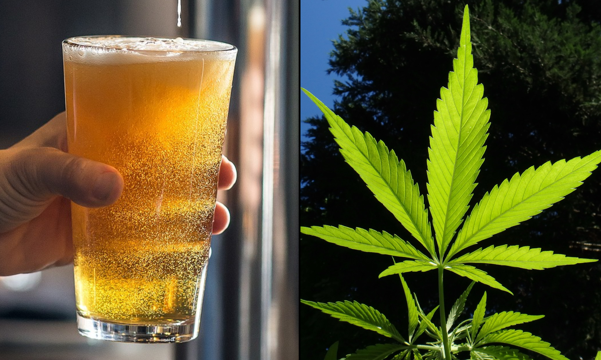Read more about the article Majority Of Americans Say Alcohol Is More Harmful Than Marijuana, Poll Finds