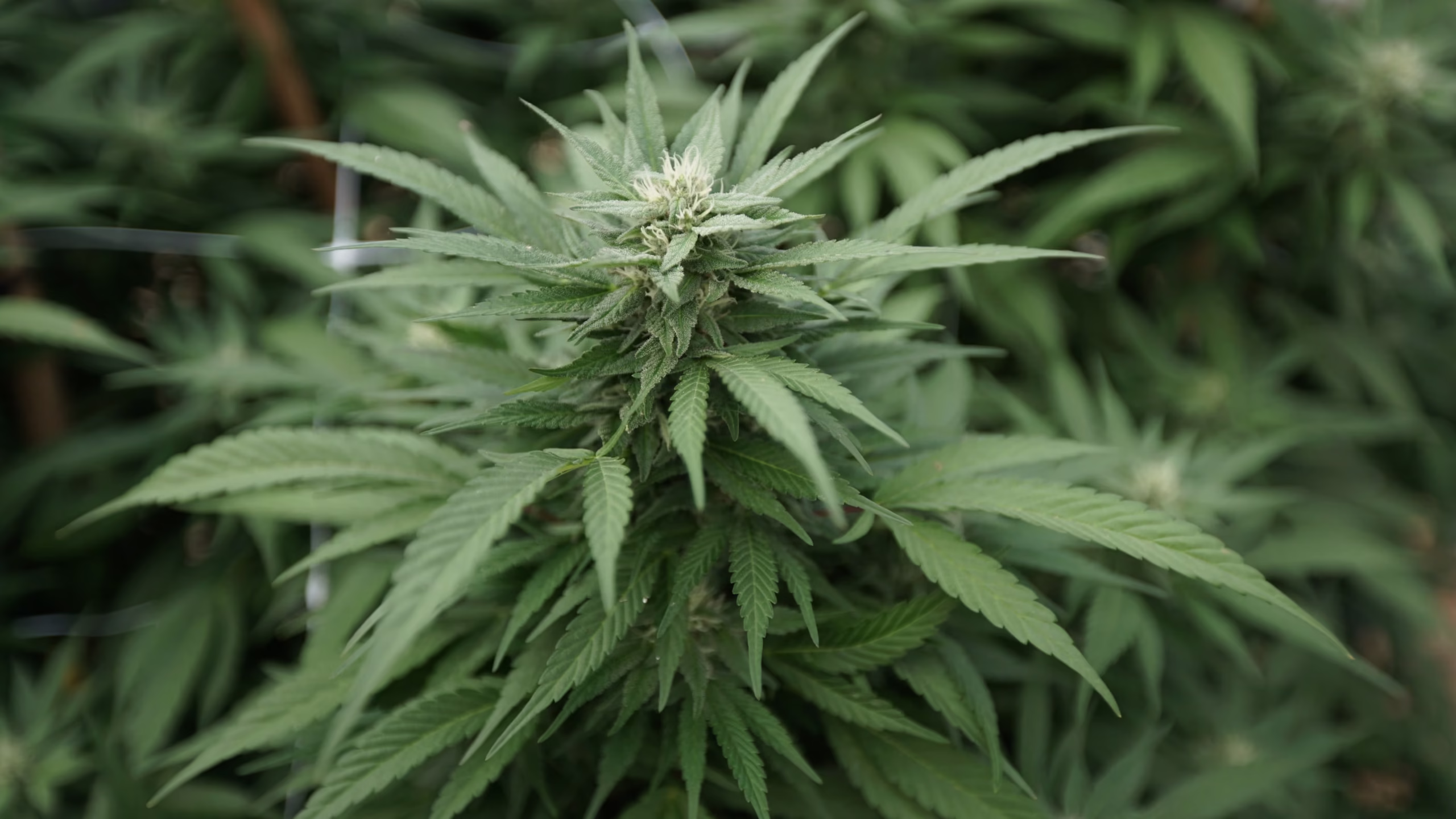 Read more about the article 4 In 10 Military Veterans With Chronic Pain Report Using Medical Marijuana To Manage Symptoms, New Study Shows