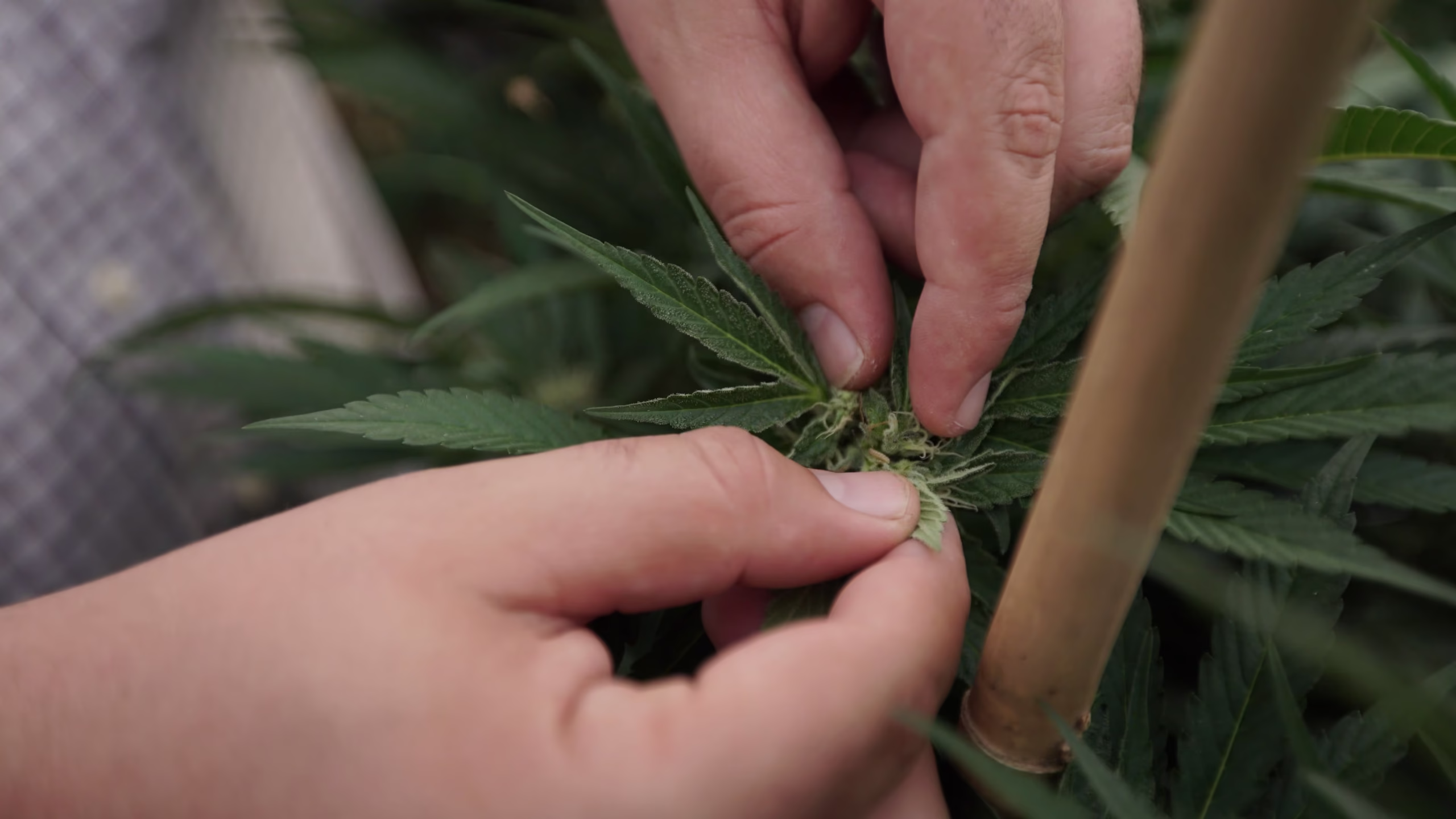 Read more about the article Shift To Outdoor Marijuana Cultivation Could Cut Industry Emissions By Up To 76%, Study Finds